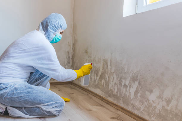 Licensed Mold Remediation service in Parker Ford, PA - WQB Mold Removal